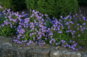 Obrzok (2)