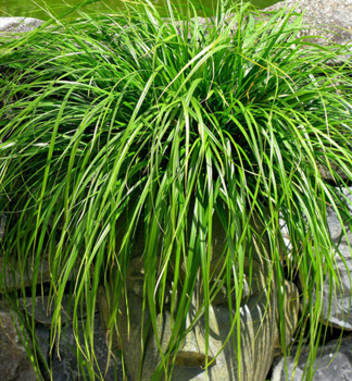 Japanische Segge IRISH GREEN Cont. 0,5 l