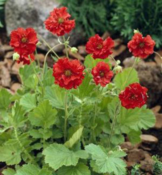 Obrzok (2)