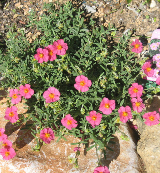 Obrzok (9)