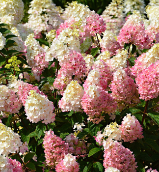 Rispenhortensie SUNDAE FRAISE 10-15 cm, Cont. 0,5 l