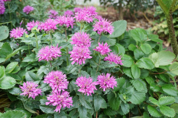 Obr�zok (1)