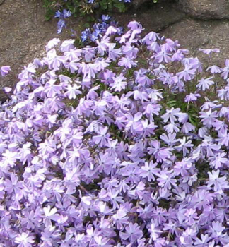 Flammenblume �BENITA� Cont. 0,5 l