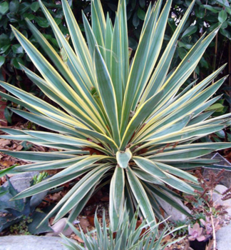 Palmlilie VARIEGATA, 20-30 cm Cont. 2 l
