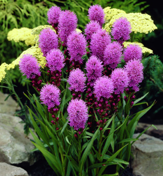 Prachtscharte �KOBOLD STRAIN� Cont. 0,5 l