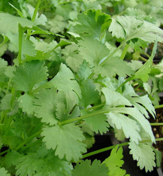 Koriander, Cont. 1,5 l