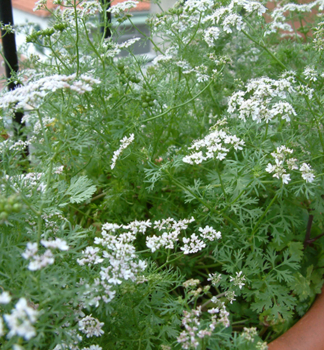 Koriander 'CARIBE' Cont. 1 l