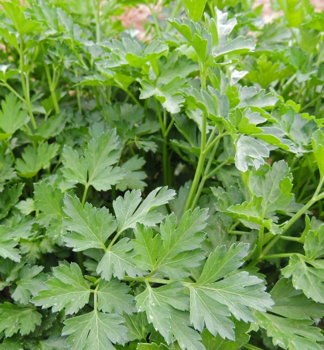 Petersilie �GRANDEUR�ITALIA� Cont. 1 l