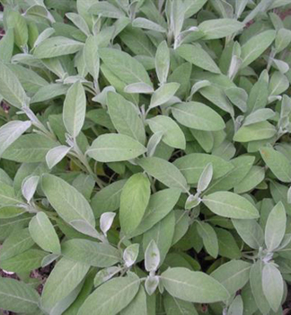 Echter Salbei, Cont. 0,3 l