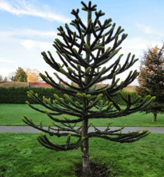 Andentanne 10-15 cm, Cont. 2,5 l