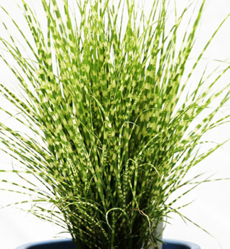Chinaschilf STRICTUS DWARF 10-15 cm, Cont. 2 l