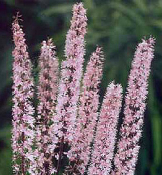 Obrzok (3)