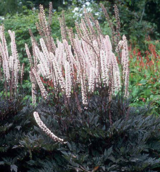 Silberkerze PINK SPIKE Cont. 0,5 l