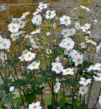 Anemone PRETTY LADY MARIA Cont. 0,5 l