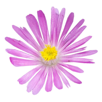 Obrzok (1)