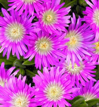 Mittagsblume JEWEL OF DESERT CANDYSTONE Cont. 0,5 l