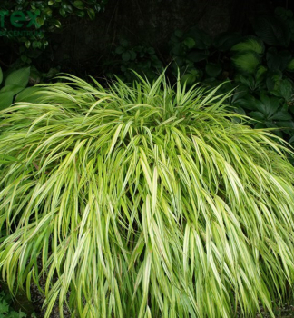 Japan Berggras STRIPE IT RICH Cont. 0,5 l