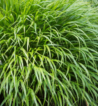Japan Berggras 'GREENHILLS', Cont. 0,5 l