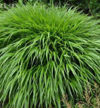 Japan Berggras 'GREENHILLS', Cont. 0,5 l