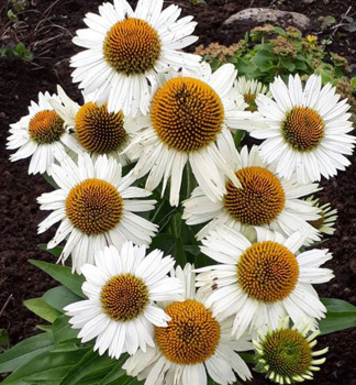 Sonnenhut (Echinacea) MEDITATION WHITE Cont. 0,5 l