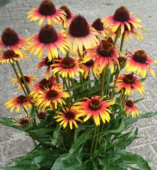 Sonnenhut (Echinacea) PARROT Cont. 1 l