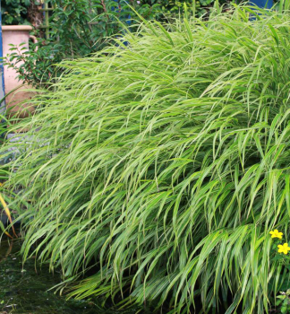 Japan Berggras ALBOSTRIATA Cont. 0,5 l