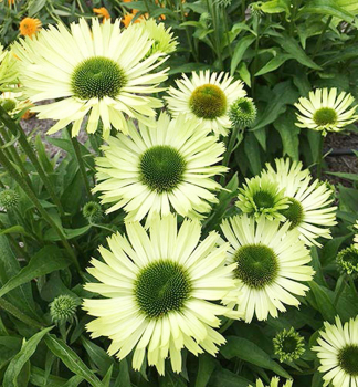 Sonnenhut (Echinacea) GREEN JEWEL Cont. 0,5 l