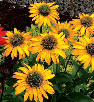 Sonnenhut (Echinacea) KISMETYELLOW Cont. 0,5 l