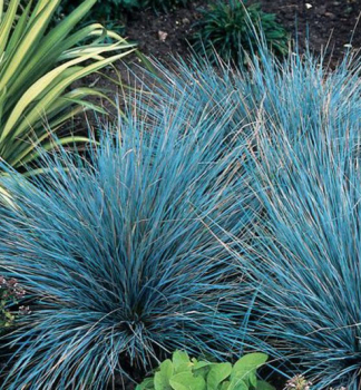 Blauschwingel AZURIT Cont. 0,5 l