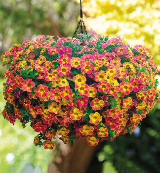 Mini-Petunie 'CHAMELEON� SUNSHINE BERRY', Cont. 0,5 l