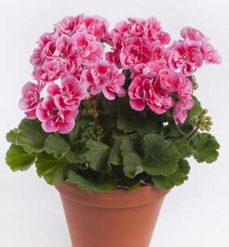 Stehend Geranie �SPANISH WINE� ROSɴ, Cont. 0,5 l