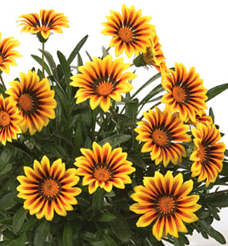 Mittagsgold �MAGIC�, Cont. 0,5 l