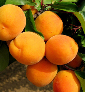 Aprikose 'LEROSA' Unterlage myrobaln, wurzelnackt