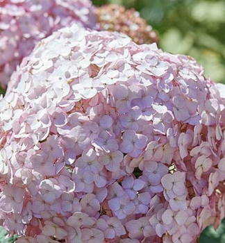 Ballhortensie CANDYBELLE BUBBLEGUM 30-40 cm, Cont. 2,5 l