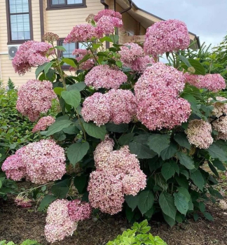 Ballhortensie 'CANDYBELLE BUBBLEGUM' 20-30 cm, Cont. 1,4 l