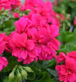 H�nge-Geranie �ROCKY��, Cont. 0,5 l