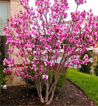 Tulpenmagnolie RUSTICA RUBRA 50-60 cm, Cont. 5 l