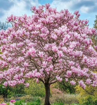 Tulpenmagnolie, auf Stamm 120 cm, Cont. 15 l