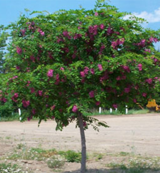 Borstige Robinie �ROSEA� auf Stamm 150 cm, Cont. 15 l