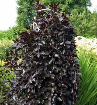 Rotbuche 'PURPUREA PENDULA' 90-100 cm, Cont. 10 l