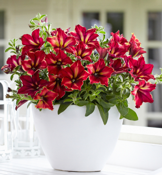 Petunie 'CRAZYTUNIA� MANDEVILLE', Cont. 0,5 l