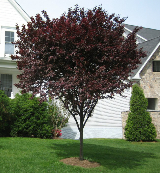 Zierpflaume �NIGRA� 50-60 cm, Cont. 4 l