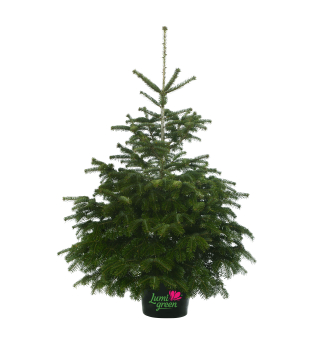 Nordmann-Tanne im TopfEXCELENT, 80-100 cm, Cont. 10 l