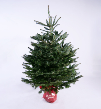 Nordmann-Tanne im Topf EXCELENT, 100-120 cm, Cont. 10 l