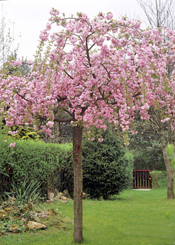 Zier-Sauerkirsche 'PENDULA PLENA ROSEA' auf Stamm 150 cm, Cont. 12 l