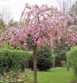 Zier-Sauerkirsche 'PENDULA PLENA ROSEA' auf Stamm 150 cm, Cont. 12 l