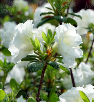 Obr�zok (4)