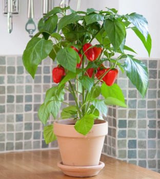 Paprika �SNACK RED�, kont. 1 l