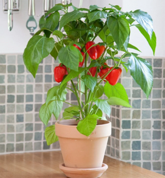 Paprika �SNACK RED�, kont. 1 l