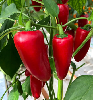 Paprika �SNACK RED�, kont. 1 l